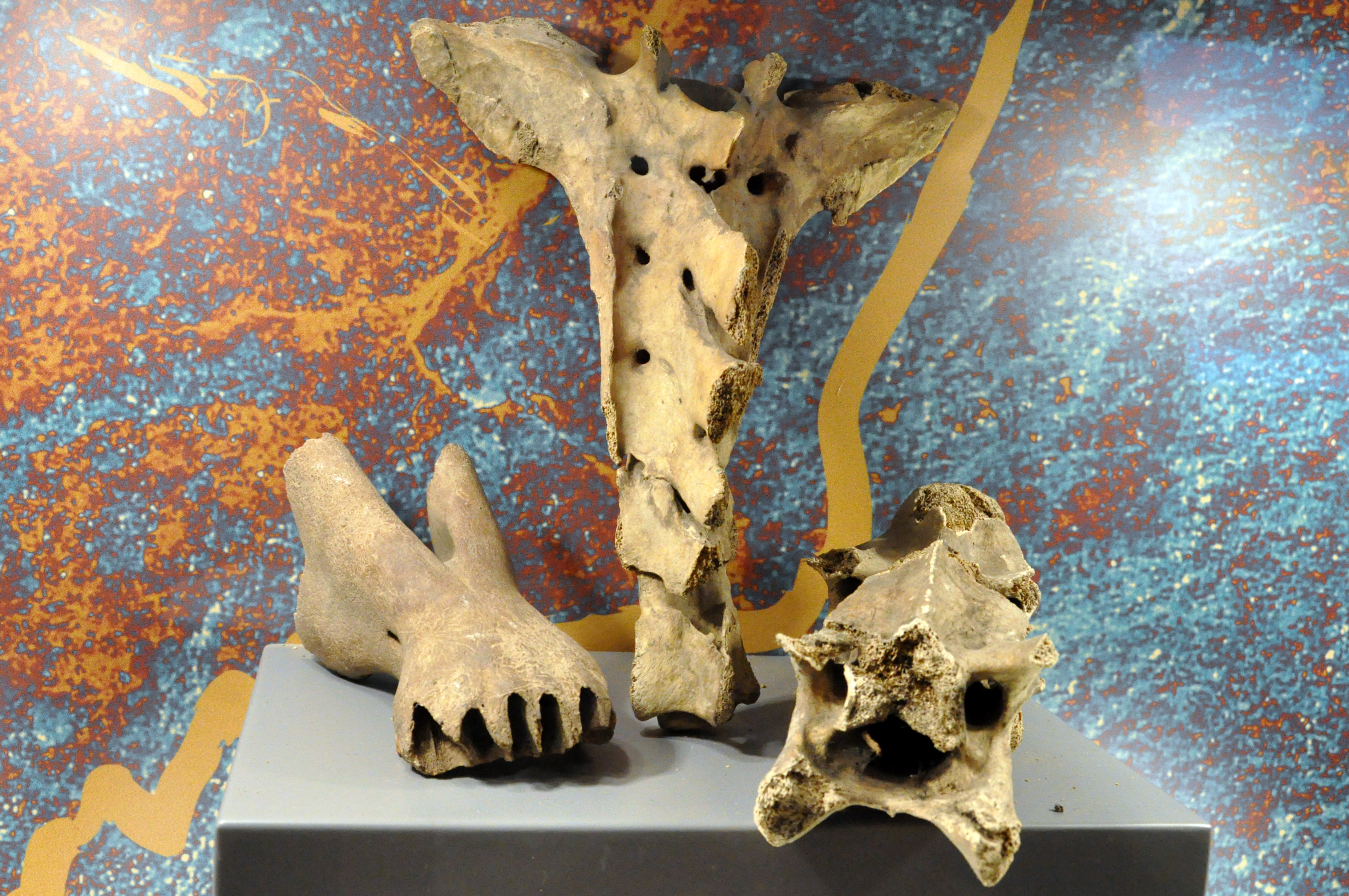 Archeologia - Wystawa - kości